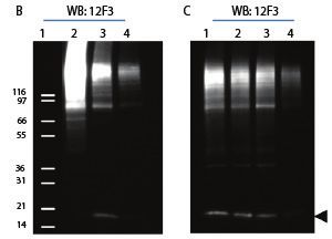 蛋白翻譯后修飾 ptm 檢測利器 cytoskeleton signal seeker 產品線促銷資訊 資訊 優(yōu)寧維公司官網